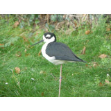 Black Necked Stilts