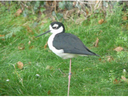 Black Necked Stilts