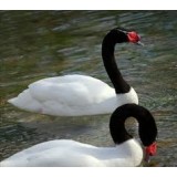 Black Necked Swans