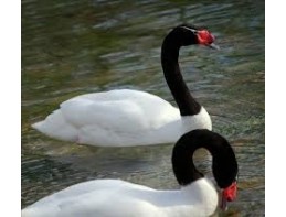 Black Necked Swans