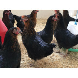 Black Rock Chickens