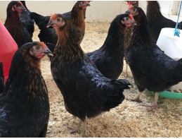 Black Rock Chickens