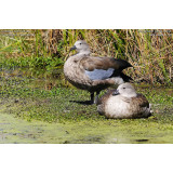 Blue Winged Geese