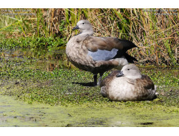 Blue Winged Geese
