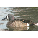 Blue Winged Teal