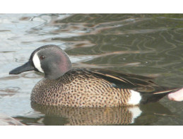 Blue Winged Teal