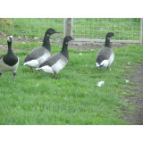 Atlantic Brent Geese