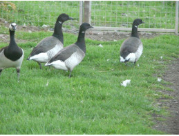 Atlantic Brent Geese