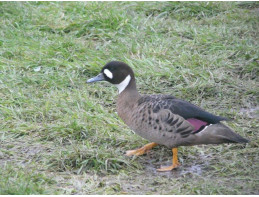 Bronzewinged Duck