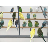 Budgies