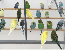 Budgies