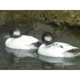 White Bufflehead