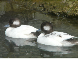 White Bufflehead