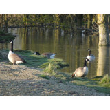 Canada Geese