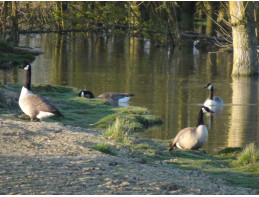 Canada Geese