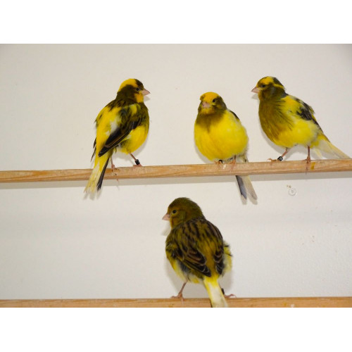 Exhibition Fife Canaries