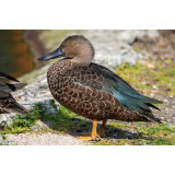 Cape Shoveler