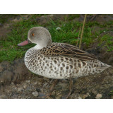 Cape Teal