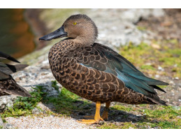 Cape Shoveler