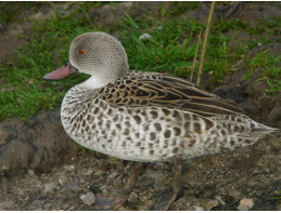 Cape Teal