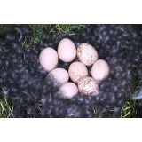 Eggs for hatching