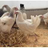 White Leghorns