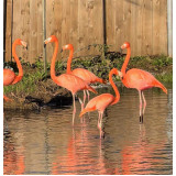 Caribbean Flamingo