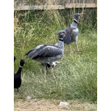 Southern Screamer