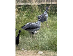 Southern Screamer