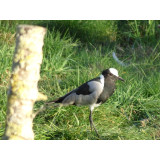 Blacksmith Plover