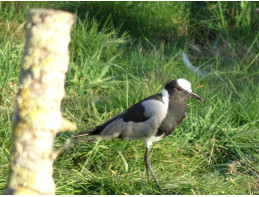 Blacksmith Plover