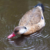 Brazilian Teal