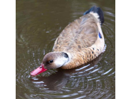 Brazilian Teal