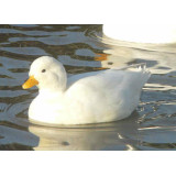 Miniature White Call Ducks