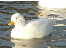 Miniature White Call Ducks