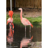 Chilean Flamingo