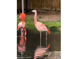 Chilean Flamingo