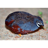 Chinese Painted Quail