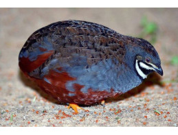 Chinese Painted Quail