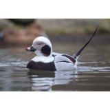 Long Tailed Duck