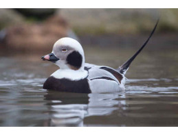 Long Tailed Duck