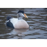 Pacific Eider