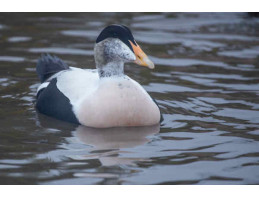 Pacific Eider