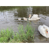 Polish Mute Swans