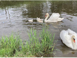 Polish Mute Swans