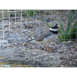 Ringed Plovers