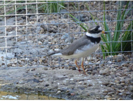 Ringed Plovers