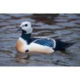 Stellers Eider