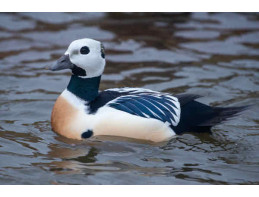 Stellers Eider