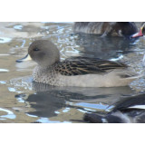 Chilean Teal